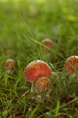 Red poisonous mushroom in the field
