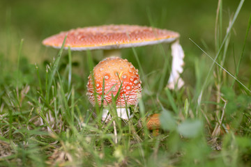 Red poisonous mushroom in the field