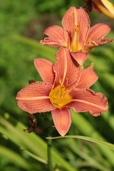 Fototapeta na wymiar Orange flower lily