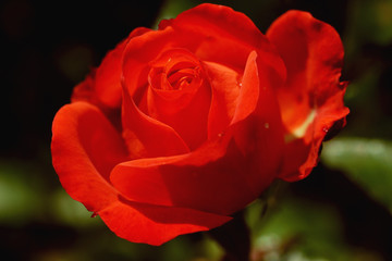 Macro orange rose bud