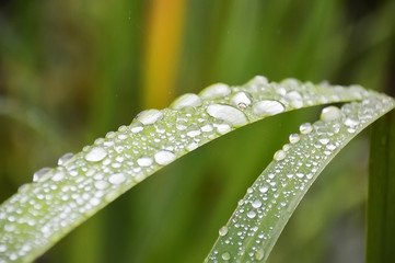 Gouttes de pluie en gros plan