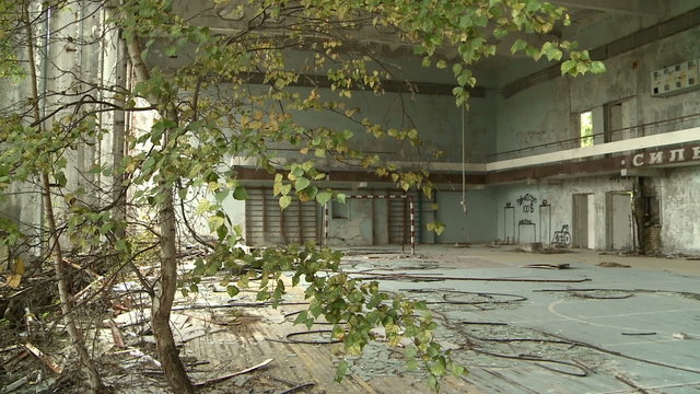 Tree grows in the middle of the gym in the Chernobyl exclusion zone