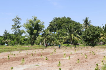farmers in rice  field