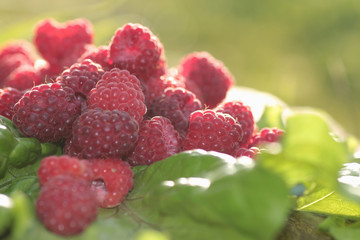 raspberry on a green leaf
