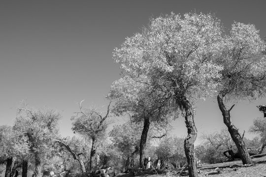 Black and white image of trees in autumn season