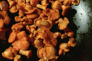 cooking chanterelle mushrooms