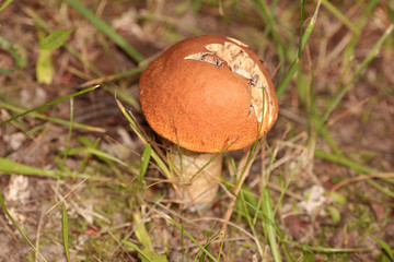 boletus edulis