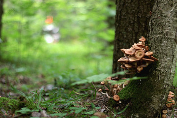 Mushrooms grow on trees