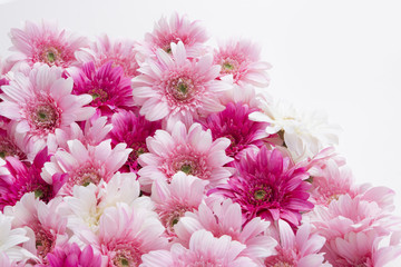 ピンクと白の花2