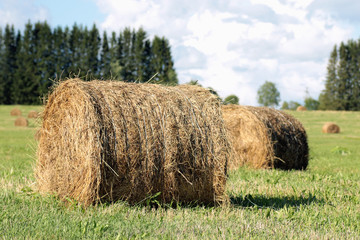 barley field in summer