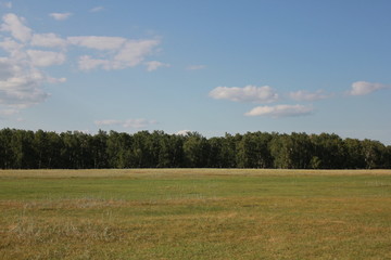 Landscape with field near forest 18279