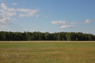 Landscape with field near forest 18280