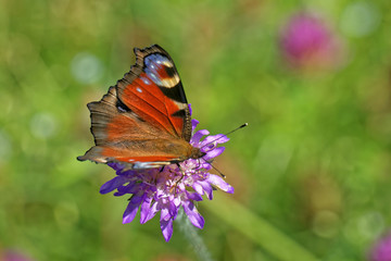 Peacock butterfly