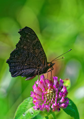 Peacock butterfly