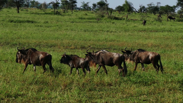 Wildebeests herd walking on savanna Masai Mara target camera. Safari. Kenya. Africa. Travel tourism adventure in wild savanna nature.