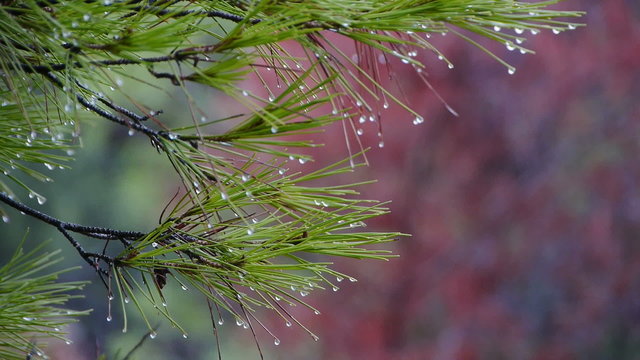   rainy winter day in the Mediterranean forest, where pine branches laas dripping water 