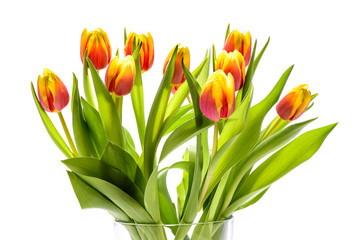 Tulpenstrauss in Vase als Freisteller vor weißem Hintergrund