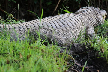 Guyane - Zoo - Août, 2015
