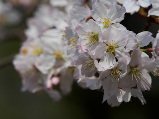 Blüten von japanischer Kirsche