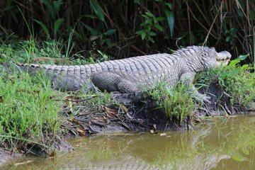 Guyane - Zoo - Août, 2015
