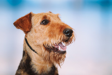 Beautiful Brown Airedale Terriers Dog