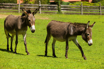 Donkeys free grazing