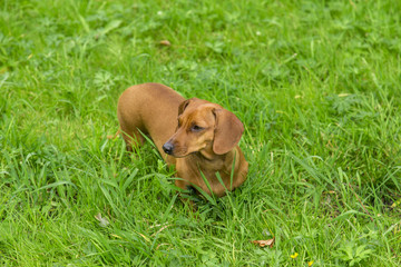 dog on the white background