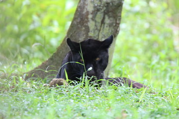 Guyane - Zoo - Août 2015