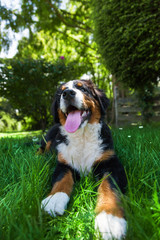 Bernese Mountain Dog in the summer meadow
