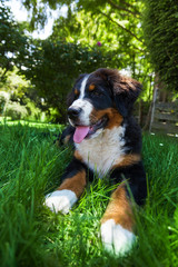 Bernese Mountain Dog in the summer meadow