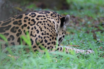 Guyane - Zoo - Août 2015