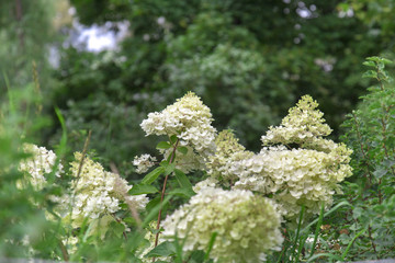 flowers on the white background
