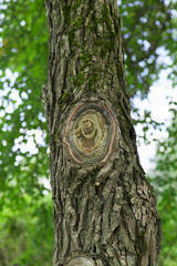 tree on the white background
