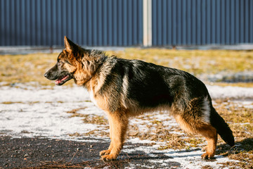 Beautiful Young Brown German Shepherd Puppy Dog Staying