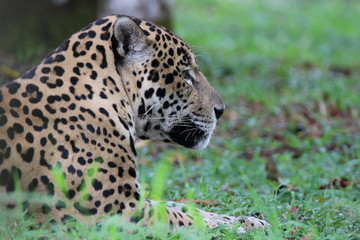 Fototapeta na wymiar Guyane - Zoo - Août 2015