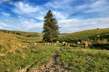 Fototapeta na wymiar Paesaggio di montagna con mucche al pascolo