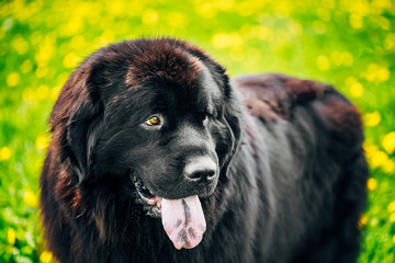 Black Newfoundland Dog Summer Meadow. Outdoor Close Up Portrait 