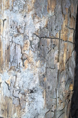 Bark