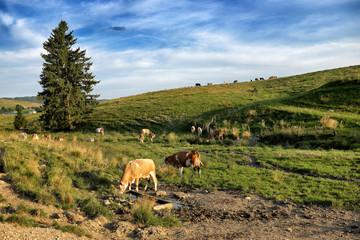 Paesaggio di montagna con mucche al pascolo