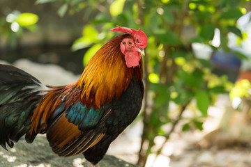 chicken rooster park