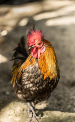 chicken rooster park