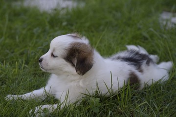 Fototapeta premium Cucciolo di Maremmano meticcio