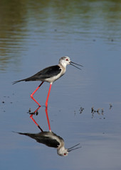 black-winged stilt - [Himantopus himantopus]