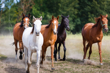 Obraz premium Herd of running horses