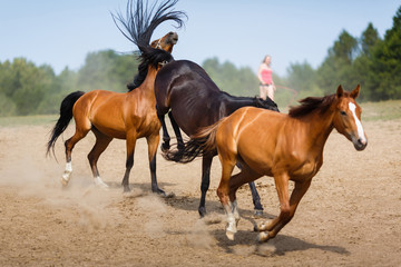 Herd of running horses