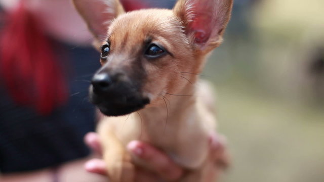 Purebred puppy with big funny ears in the hands of his new mistress.