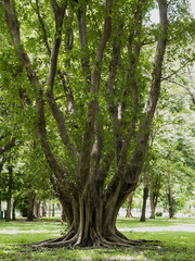 Big tree root at the park 2