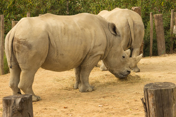 Les rhinocéros de parc zoologique de Paris, France