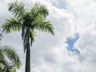 Coconut Tree 2