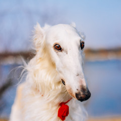 Dog Russian Borzoi Wolfhound Head , Outdoors Spring Autumn Time 